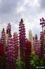 みんな大好きな「ルピナス」---①