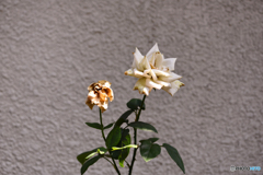 近所夏景色----②