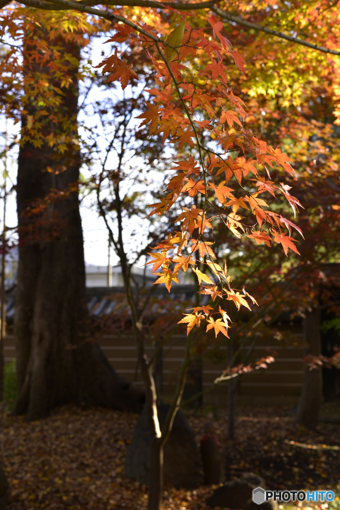 九品仏浄真寺の紅葉---⑤
