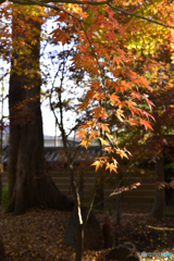 九品仏浄真寺の紅葉---⑤