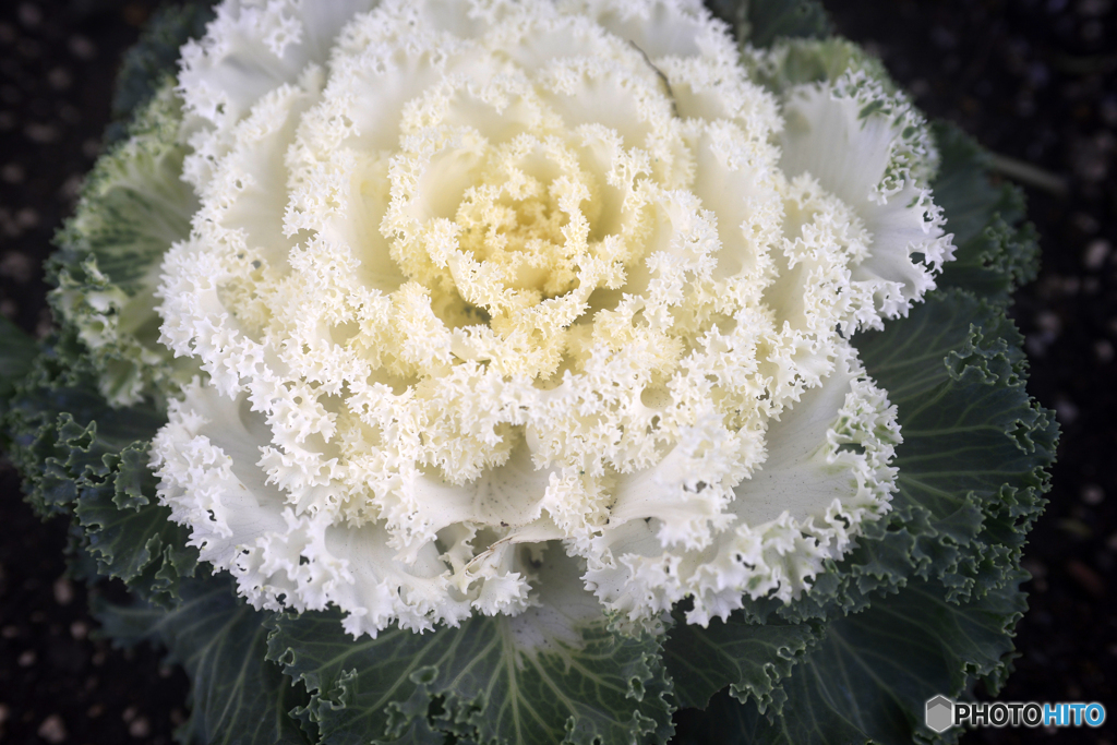 白内障のオールドレンズテスト---④