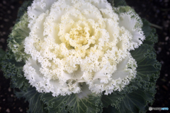 白内障のオールドレンズテスト---④