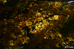紅葉散歩---⑯