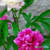 今頃の花