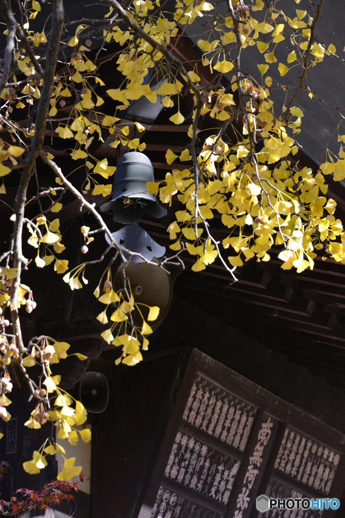 九品仏浄真寺の紅葉----⑫