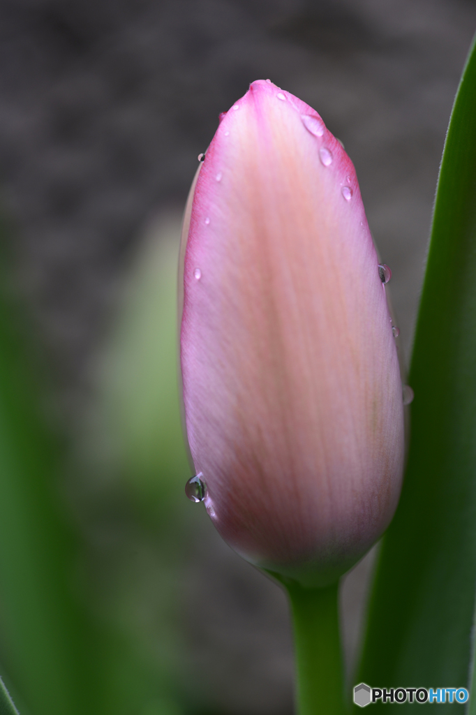 マクロで雨粒を・・・練習---①