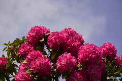 石楠花満開の図