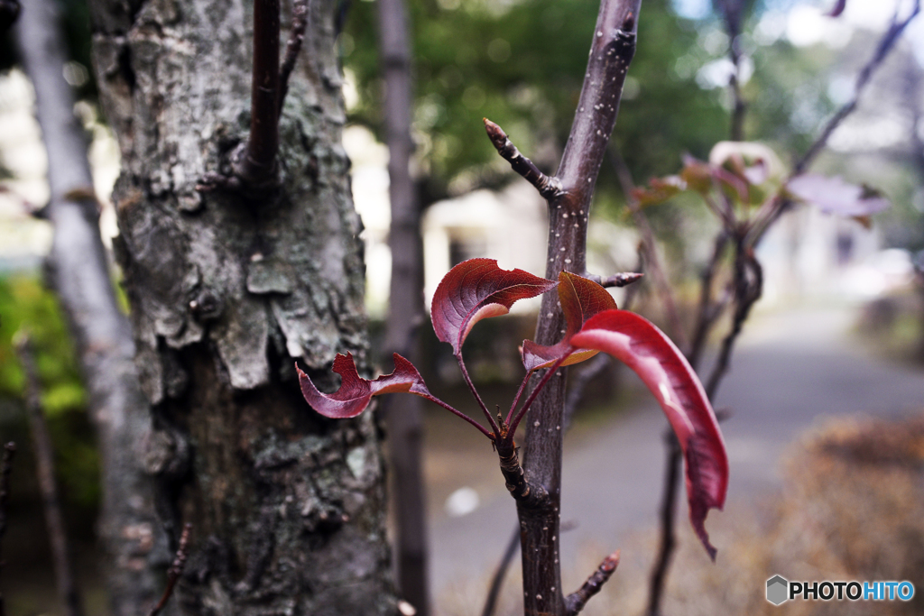 白内障のオールドレンズテスト---①