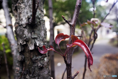 白内障のオールドレンズテスト---①