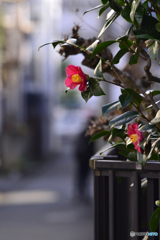 ほっとする一輪