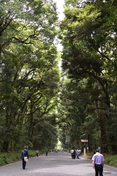 神宮の森----④