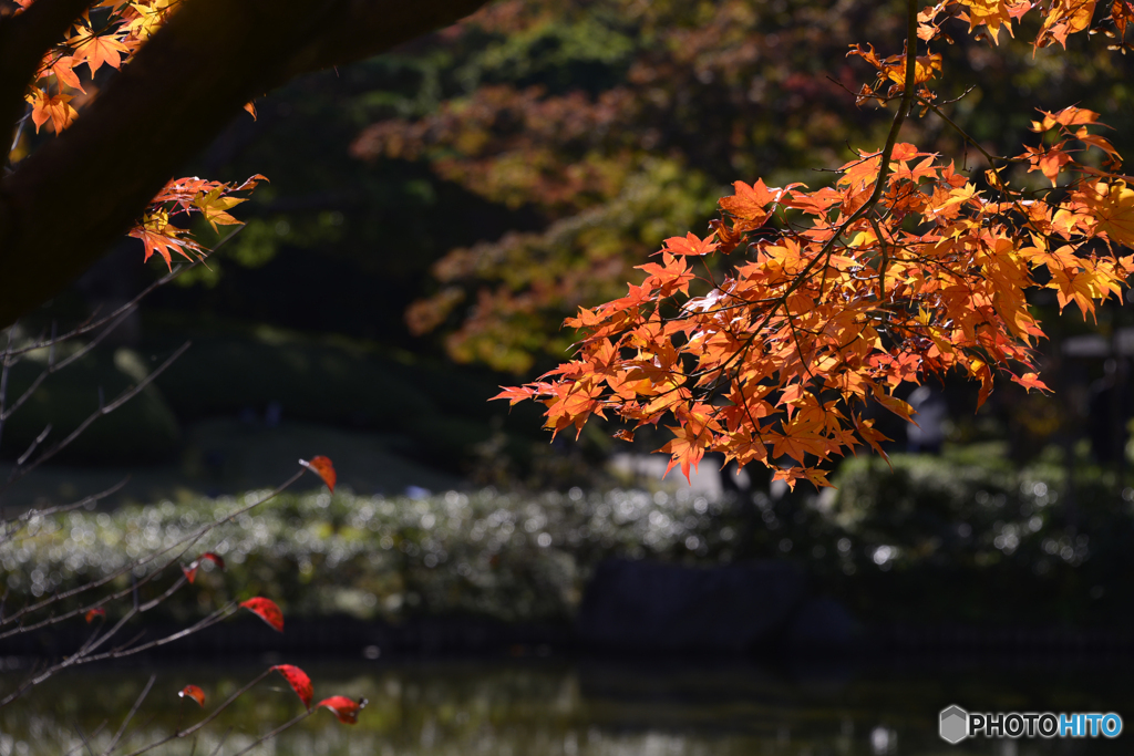 紅葉散歩---⑱