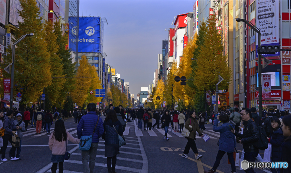秋・葉原---④