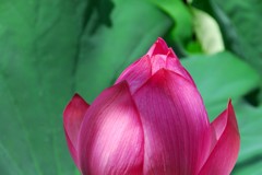 蓮の花---②