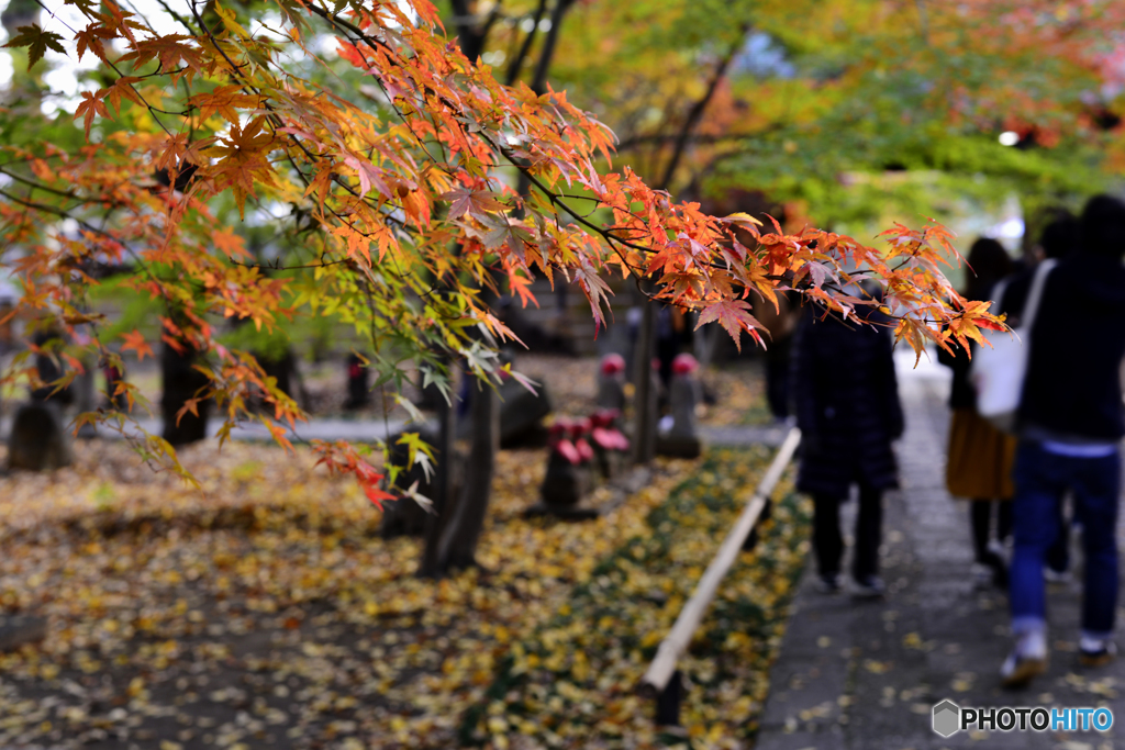 九品仏浄真寺の紅葉---⑫