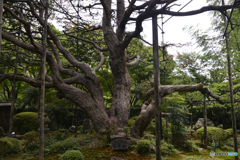 大原・宝泉院---①