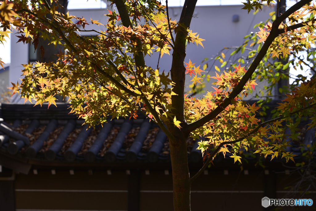 九品仏浄真寺の晩秋色----③