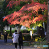 日比谷公園にて秋景----⑤