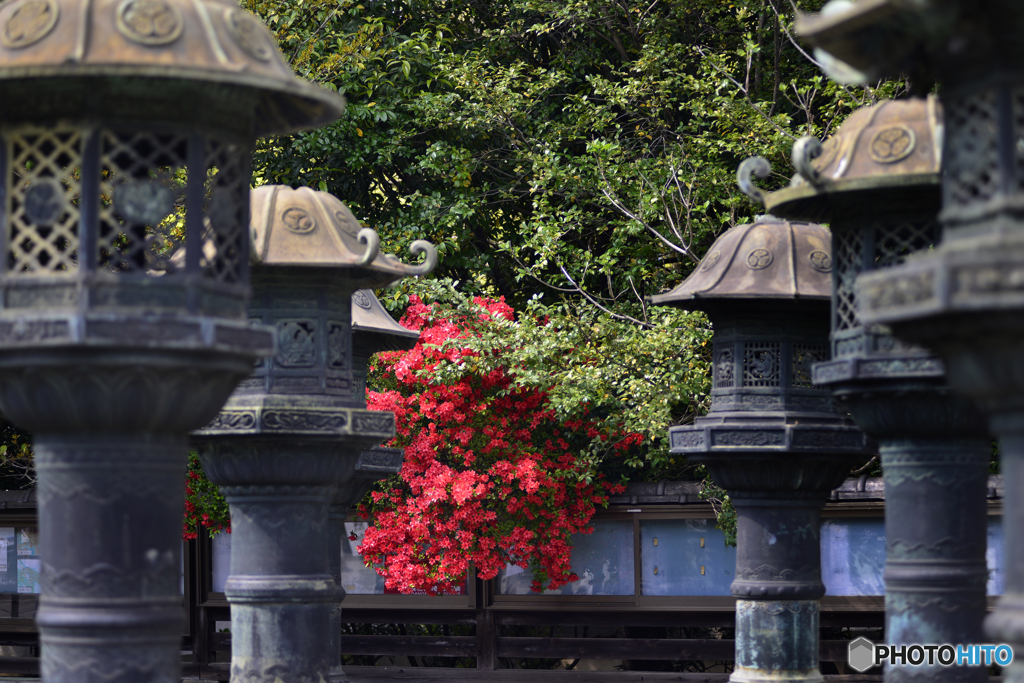寛永寺の紅色