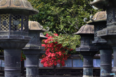 寛永寺の紅色