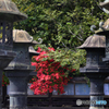 寛永寺の紅色
