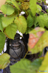 隠れたって無駄だよ！