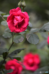 「薔薇」という漢字