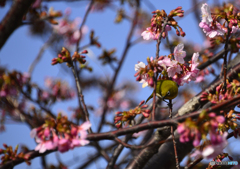 桜のウメジロー----①
