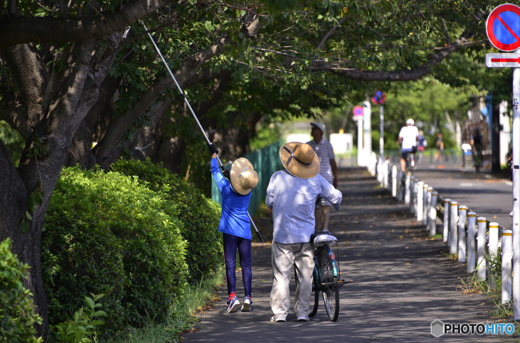 夏の自由研究