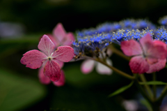 額紫陽花---②