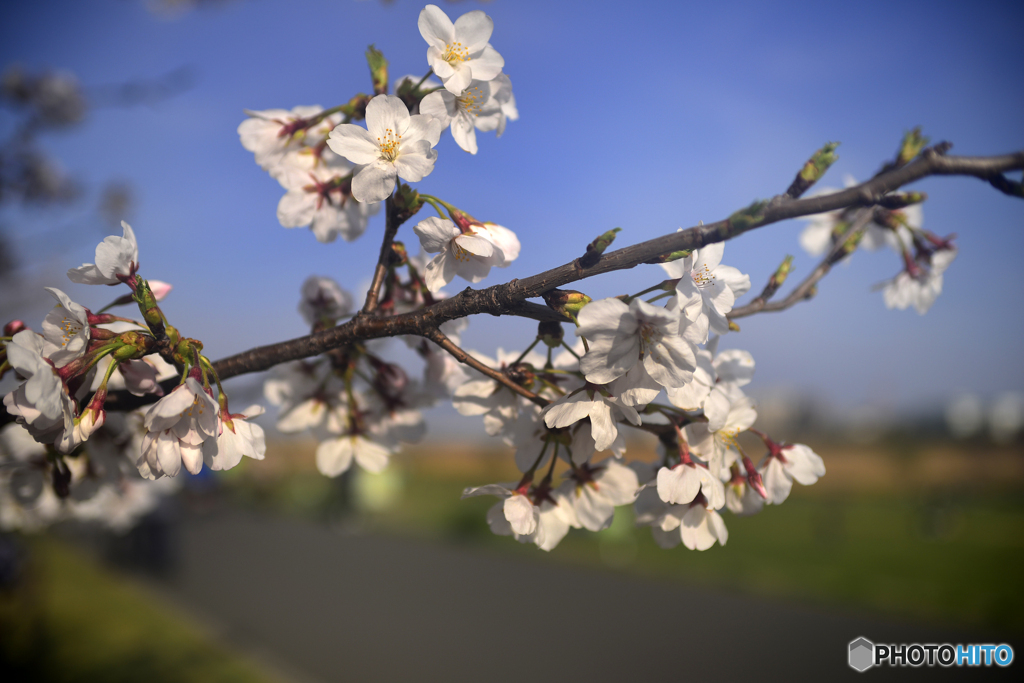 今年の桜はこんなでした----④