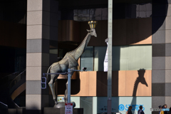 草原で生きたい