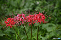 嵐の前の曼珠沙華---④