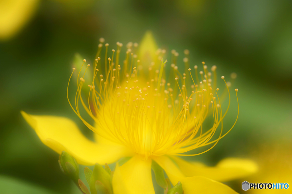 ご近所「花巡り」---④