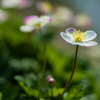 [昔]恋する二輪草