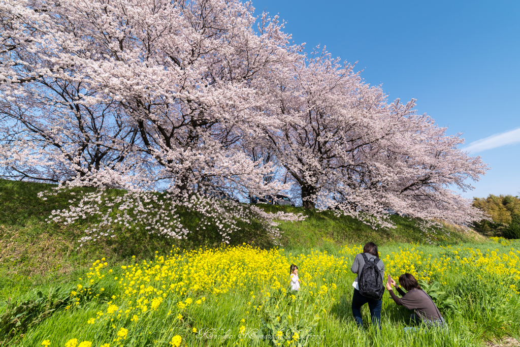 花見日和