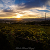 勝沼葡萄畑夕照