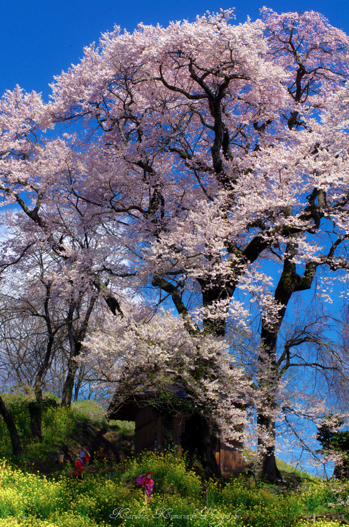 天神夫婦桜