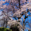 天神夫婦桜