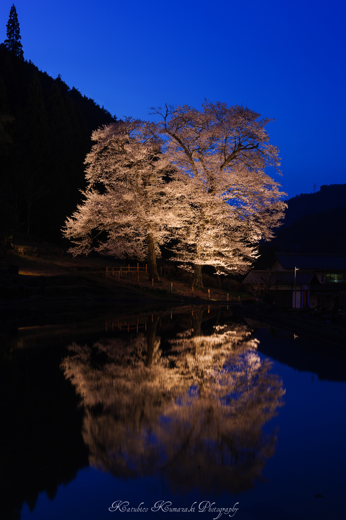 寄添い桜 2017