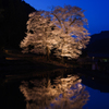 寄添い桜 2017