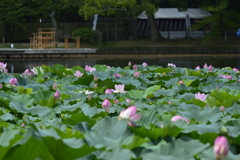 大覚寺　大沢の池のハス