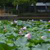 大覚寺　大沢の池のハス