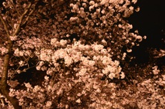 京都府立植物園　桜満開