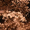 京都府立植物園　桜満開