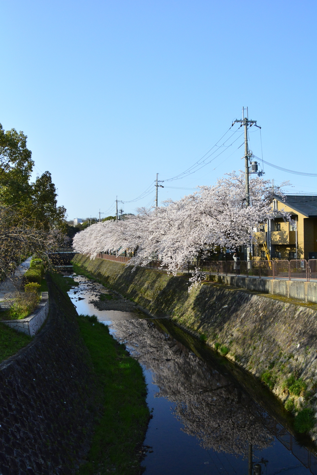 桜でいっぱいの通勤路