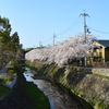 桜でいっぱいの通勤路