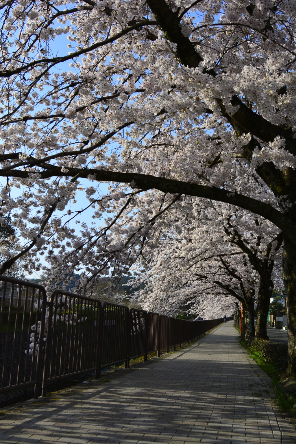 桜でいっぱいの通勤路。（今日はお休み）