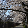 桜でいっぱいの通勤路。（今日はお休み）