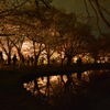 京都府立植物園の一番奥には池があって